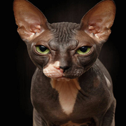 USER_AVATAR